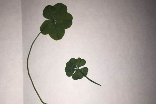 25 -year-old cake maker Gemma Scorfield might just be the luckiest woman in the world after finding not one, but TWO five-leaf clovers - within hours of each other. Picture: Ross Parry Agency