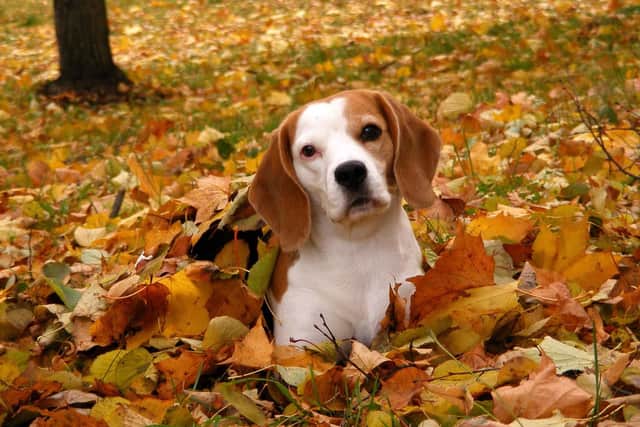 Seasonal Canine Illness (SCI) is a mysterious and potentially fatal illness