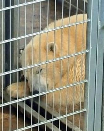 Nissan the polar bear at Yorkshire Wildlife Park in Doncaster after he had an unexpected encounter with shocked migrants who climbed aboard his lorry in Calais while being he was being moved from Eastern Europe. Picture: Dave Higgins/PA Wire