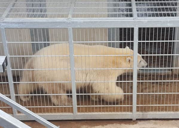Nissan the polar bear at Yorkshire Wildlife Park in Doncaster.
