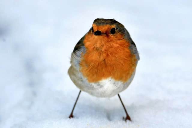 Odds have been slashed on a White Christmas.
Photo: David Jones/PA Wire