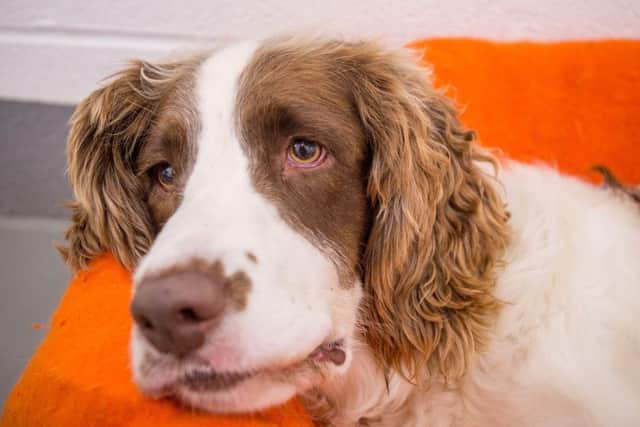 Jasper the English Springer Spaniel has become so depressed in kennels he can rarely be bothered to get out of bed. Picture: SWNS