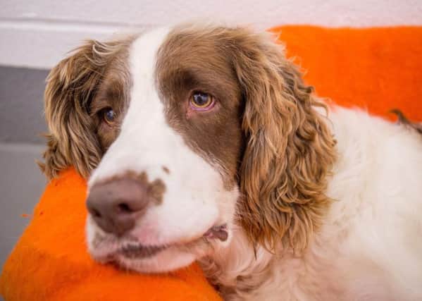 Jasper the English Springer Spaniel has become so depressed in kennels he can rarely be  bothered to get out of bed. Picture: SWNS