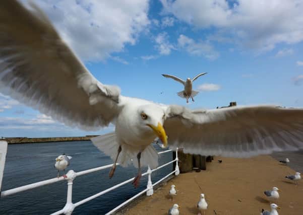Gulls targeted by new action plan