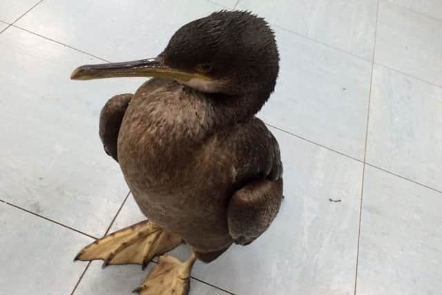 Shaun the shag