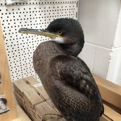 The bird that waddled into MKM Building Supplies in Bridlington