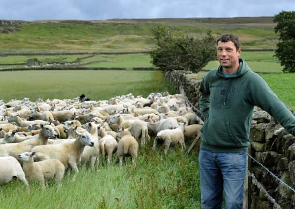 23/7/15   Richard Findlay at Quarry Farm, Westerdale, with some of his sheep. (GL1006/62c)