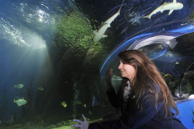 Scarborough Sealife Centre . Operations Manager Jana Sirova views the newly installed baby sharks at the centre. pic Richard Ponter 160618b