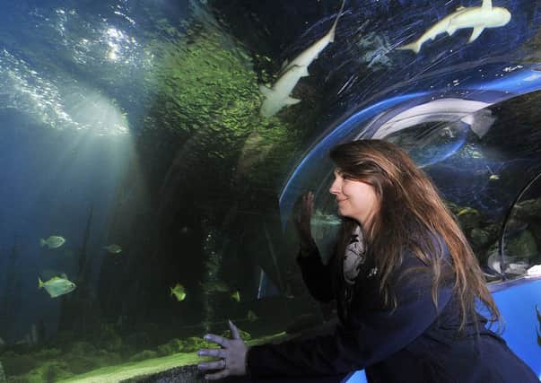 Scarborough Sealife Centre . Operations Manager Jana Sirova views the newly installed baby sharks at the centre. pic Richard Ponter 160618b