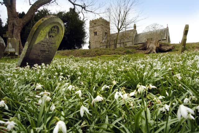 Snowdrops in bloom in the grounds of St Matthew's Church, Hutton Buscel.