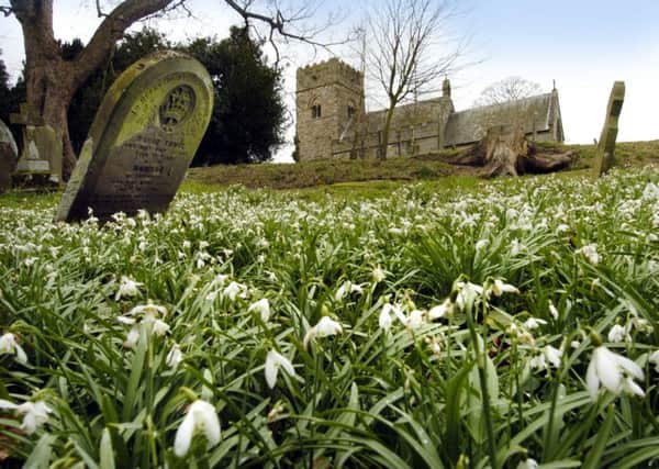 Snowdrops in bloom in the grounds of St Matthew's Church, Hutton Buscel.