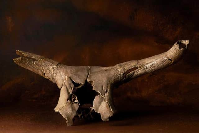 Auroch's skull, patr of the Star Carr finds on show at the Rotunda