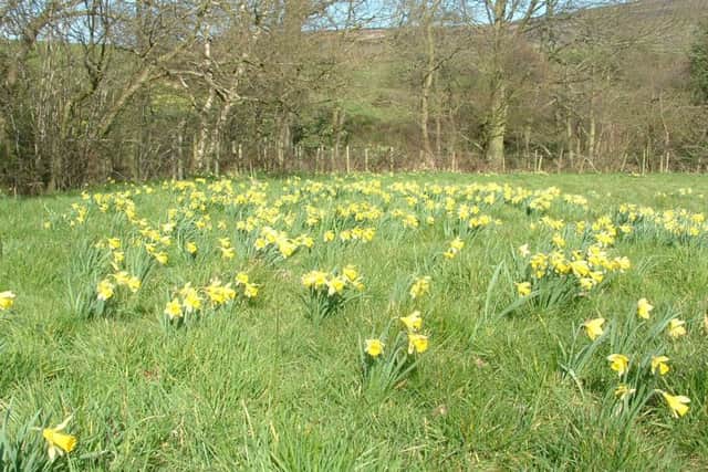 A glorious display of wild daffodils in Farndale.