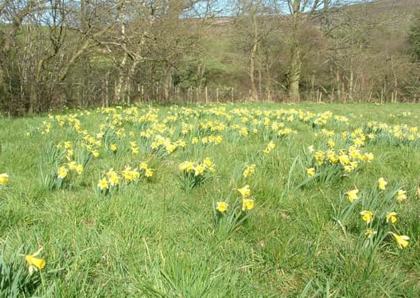 A glorious display of wild daffodils in Farndale.