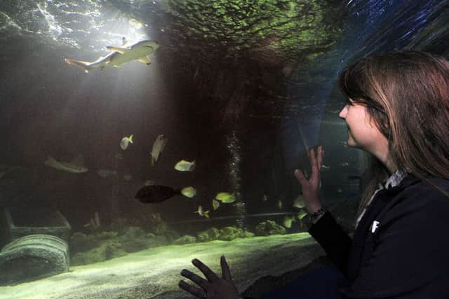 Scarborough Sealife Centre . Operations Manager Jana Sirova views the newly installed baby sharks at the centre. pic Richard Ponter 160618c