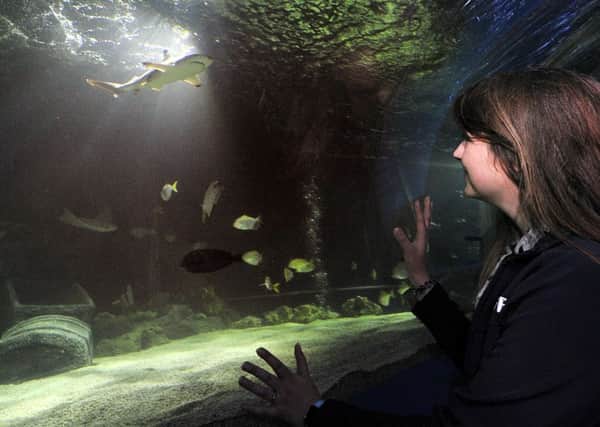 Scarborough Sealife Centre . Operations Manager Jana Sirova views the newly installed baby sharks at the centre. pic Richard Ponter 160618c