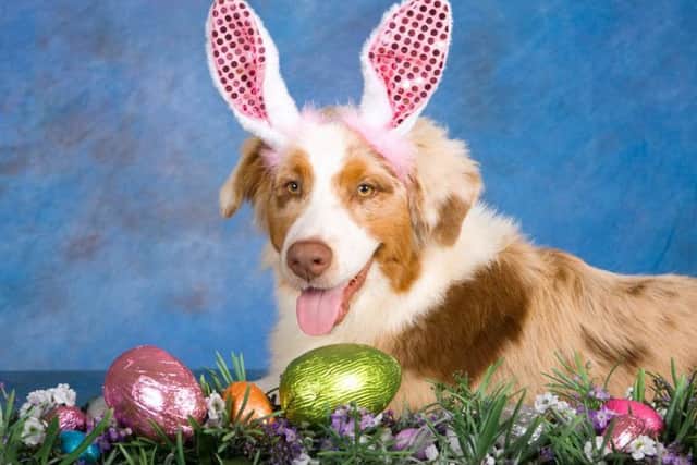 Keep your Easter eggs away from pets.