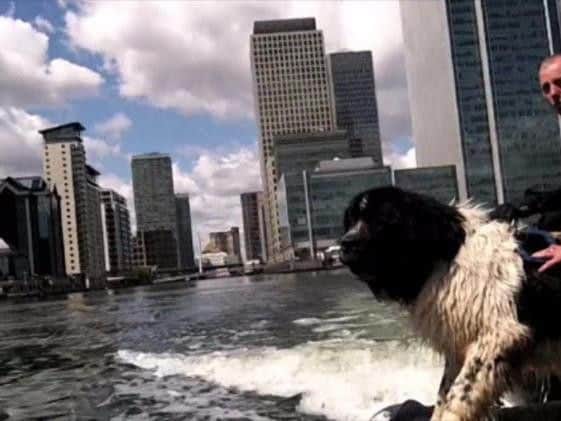 Hero dog