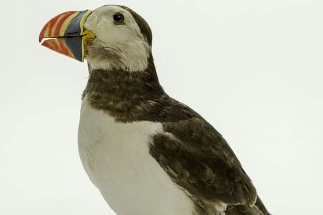 The puffin in the Scarborough Collections can be seen on display at the Rotunda Museum.