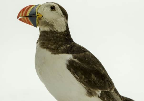The puffin in the Scarborough Collections can be seen on display at the Rotunda Museum.
