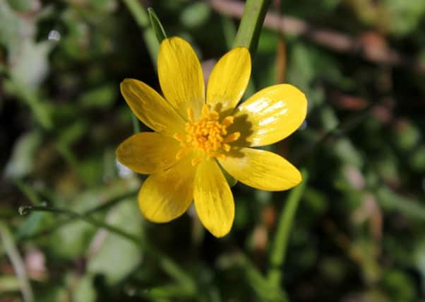 WILD THING: The lesser celandine can be a problem in the garden.