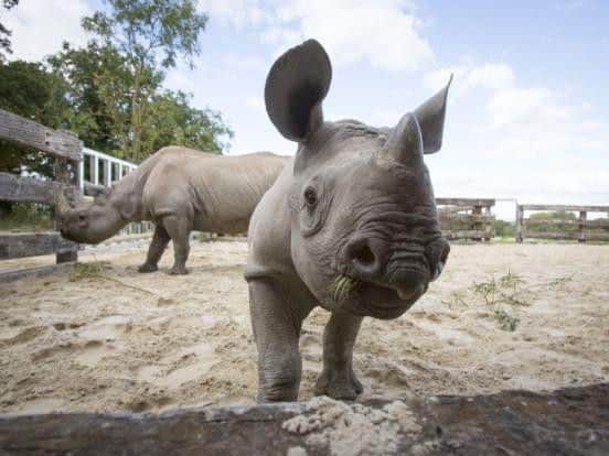 Flamingo Land is worried fracking could harm its animals