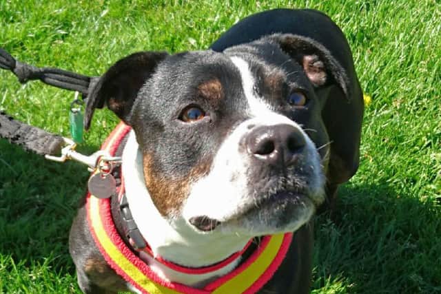 Roxy of Sheffield Animal centre is looking for a new home