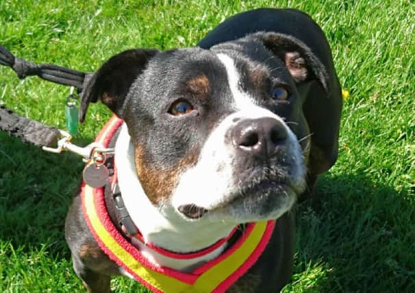 Roxy of Sheffield Animal centre is looking for  a new home