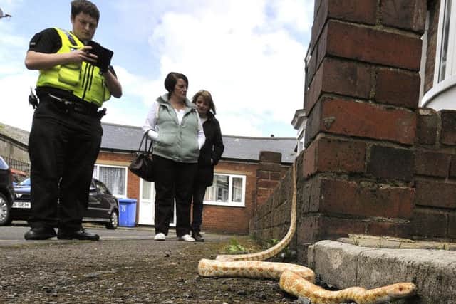 A snake on the loose in Aberdeen Street Scarborough. Police arrive to assess the situation. pic Richard Ponter 162120a