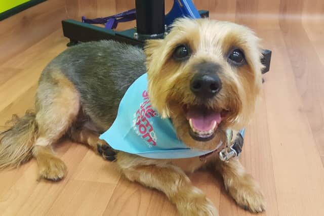 Yorkshire terrier Oscar.