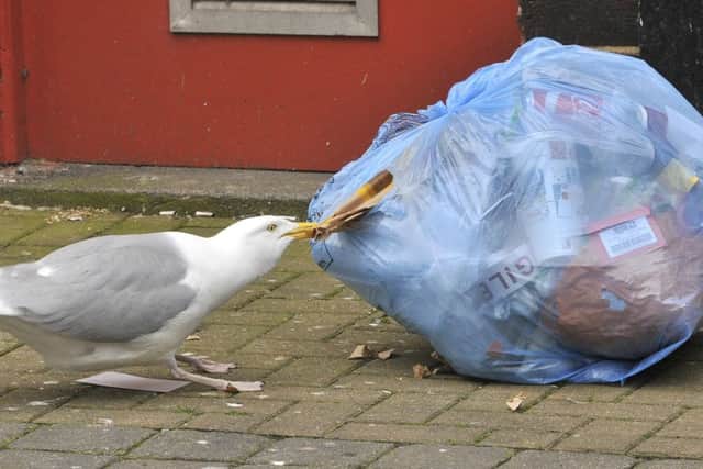 A determined seagull looks for food in Scarborough's Town Centre. pic Richard Ponter 162115
