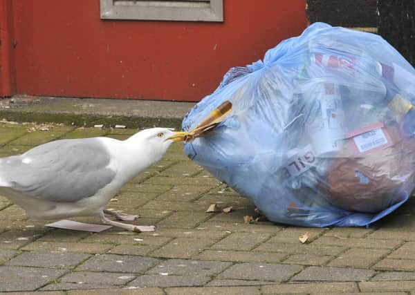A determined seagull looks for food in Scarborough's Town Centre. pic Richard Ponter 162115