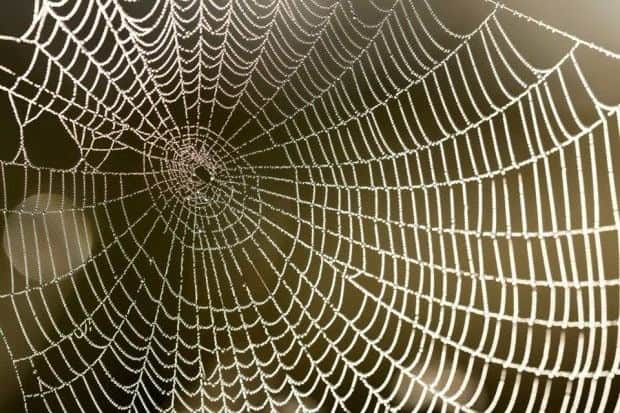 How to cope with spider season