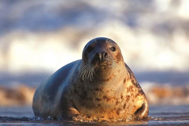 A grey seal. Photo by Neil Aldridge.