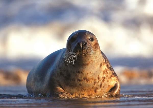 A grey seal. Photo by Neil Aldridge.