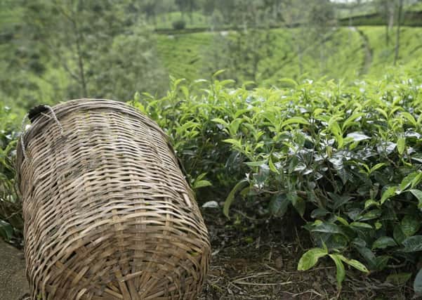Tea plants may grow well in Sri Lanka but any chance of trying to grow them in the UK was soon to be thwarted.