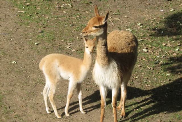 The new arrival, called a cria, with its mother Holly.