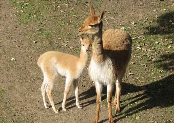 The new arrival, called a cria, with its mother Holly.