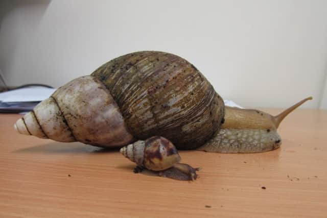 African land snails at Flamingo Land.