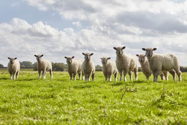 A flock of Wensleydale sheep have been added to the farm at Bolton Percy, North Yorkshire operated by Harrison Spinks bed manufacturers.