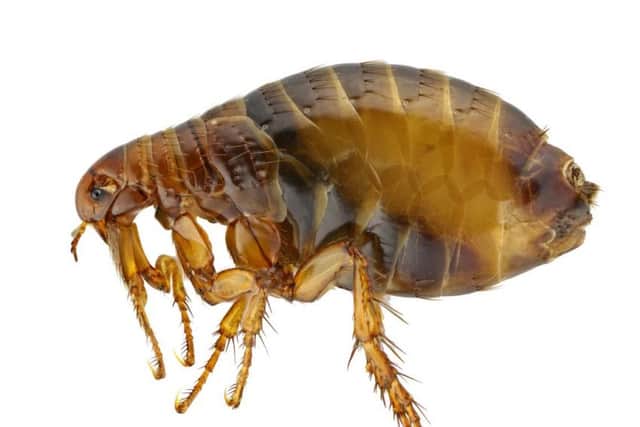 The so-called super-fleas are far bigger than other species of the bug and have a penis two and a half times their body length