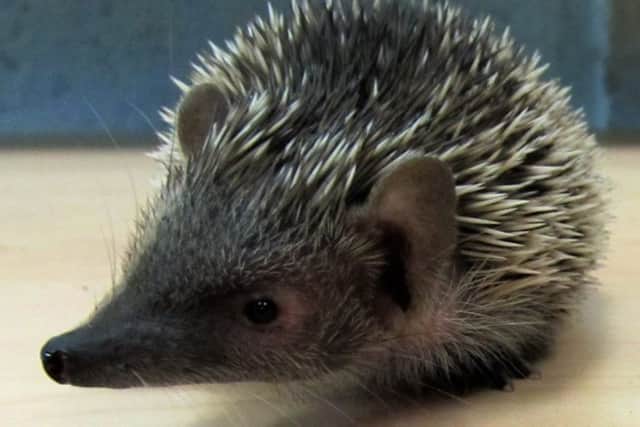 One of Flamingo Lands tenrecs.