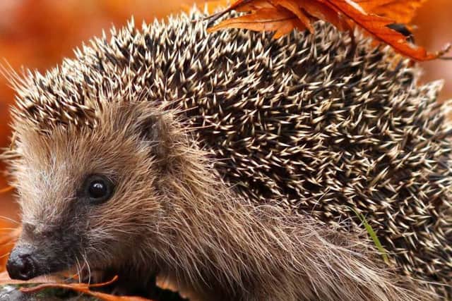 As Bonfire Night approaches check that no hedgehogs are hibernating beneath the pile of debris.