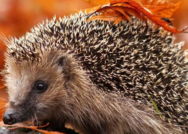 As Bonfire Night approaches check that no hedgehogs are hibernating beneath the pile of debris.