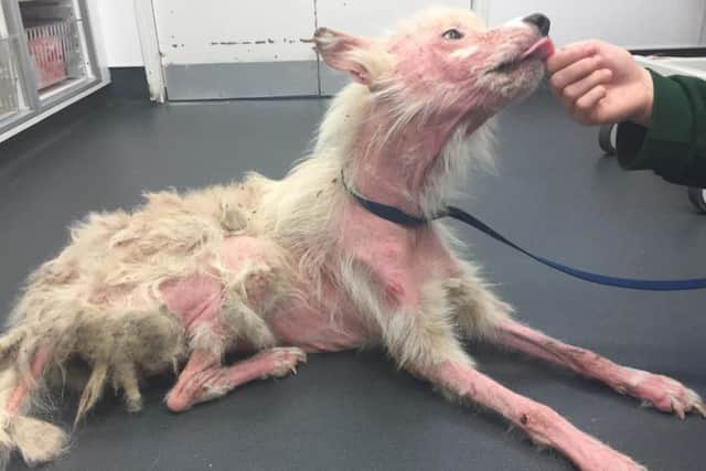 Ivy, the German Shepherd who was found with such a severe skin condition she had virtually no fur left. RSPCA/SWNS