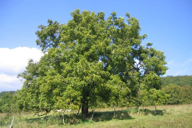 Walnut tree