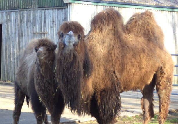 The bactrian camels have already grown their thick winter coat.
