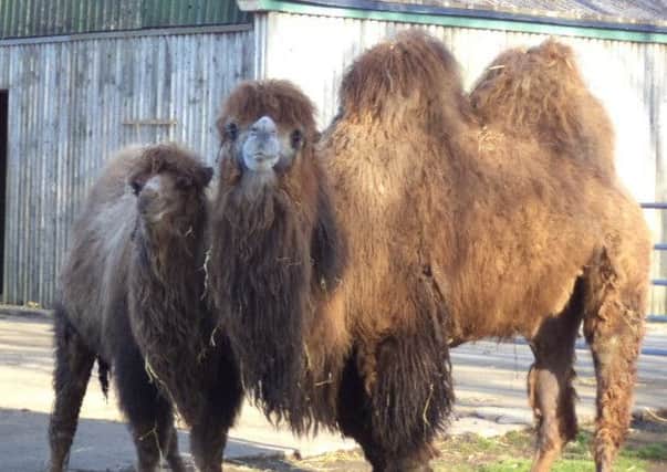 The bactrian camels have already grown their thick winter coat.