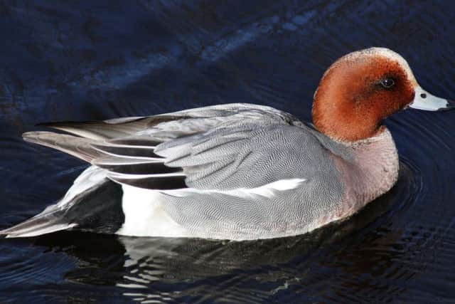 A male wigeon.