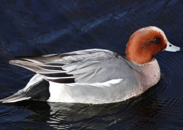 A male wigeon.